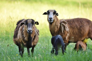 Tiere - Kamerunschafe
