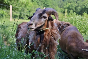 Tiere - Kamerunschafe