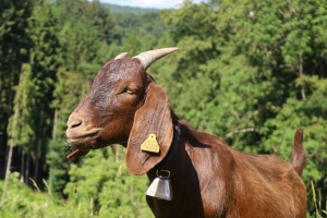 Tiere - Ziege