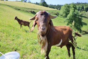 Tiere - Ziege