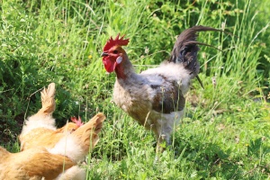 Tiere - Hühner