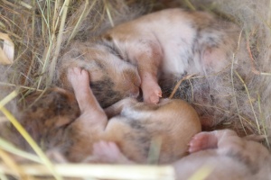 Tiere - Zwergkaninchen Nachwuchs