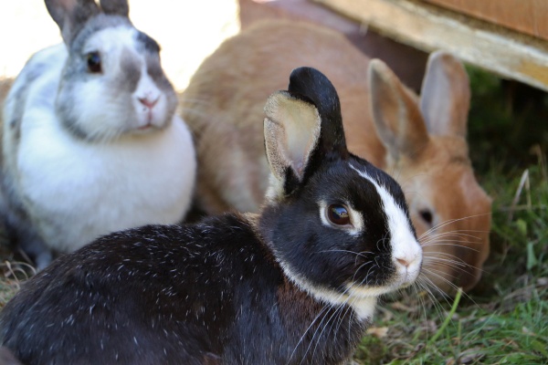 Meerschweinchen